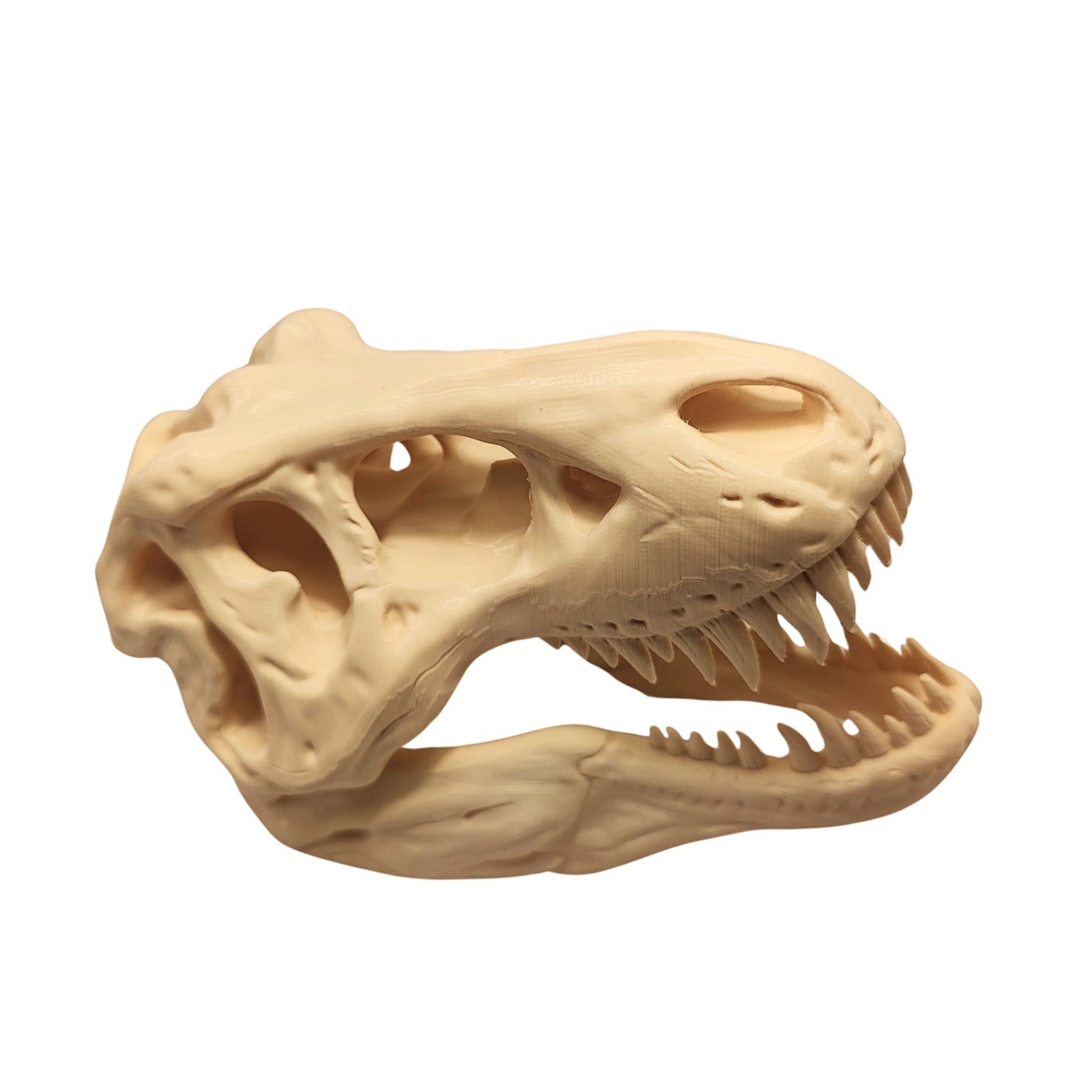 Craniu T-Rex 3D pe Postament - Decor Preistoric Autentic - Image 3