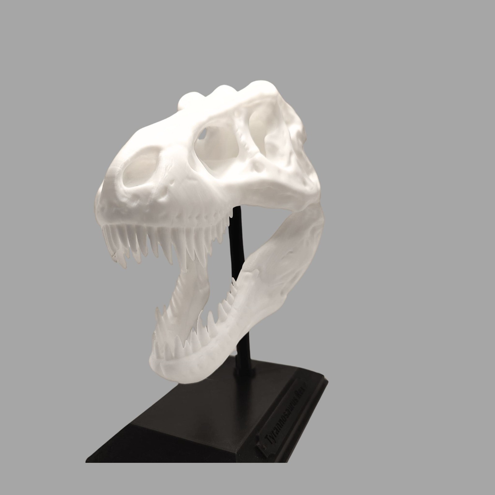 Craniu T-Rex 3D pe Postament - Decor Preistoric Autentic - Image 6