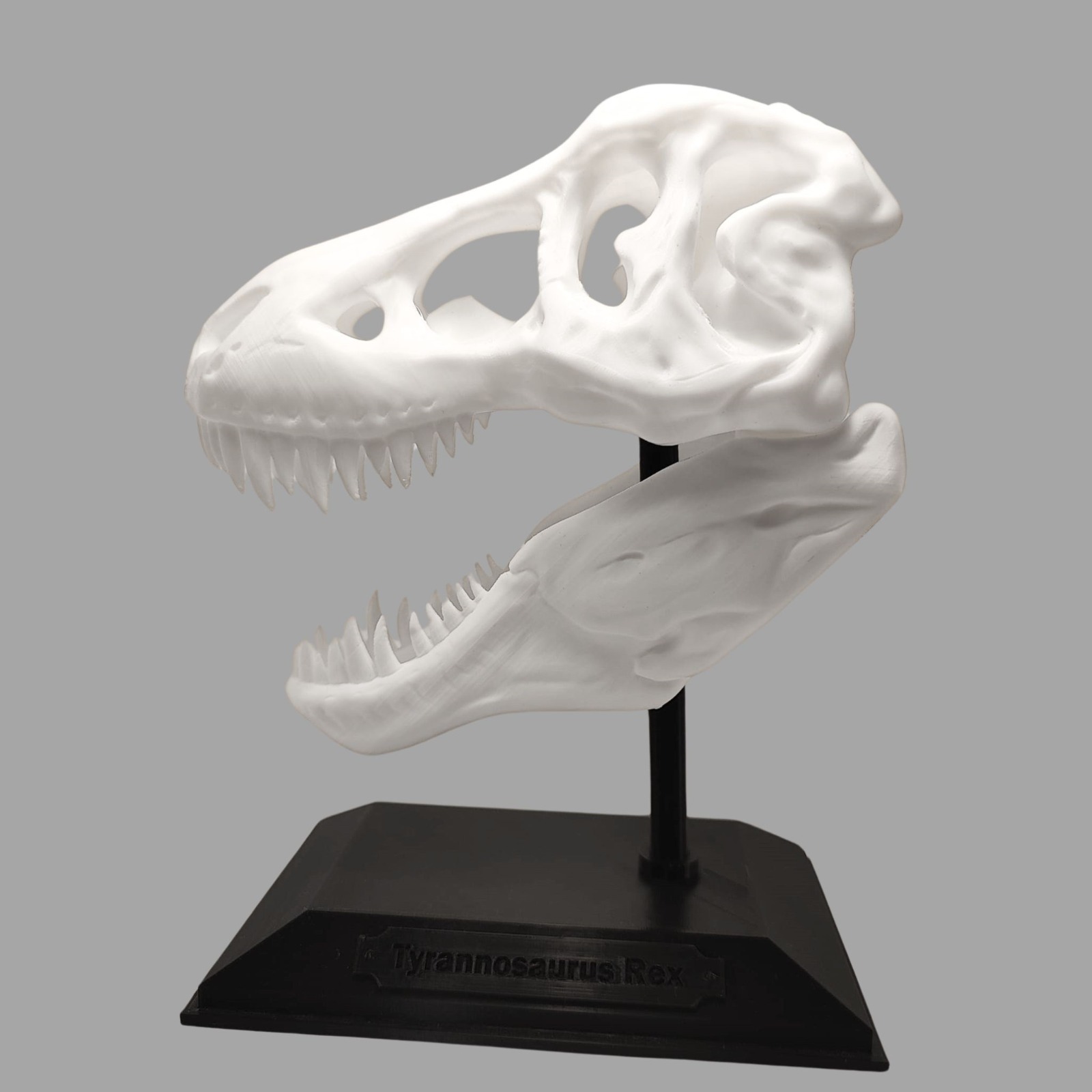 Craniu T-Rex 3D pe Postament - Decor Preistoric Autentic - Image 4