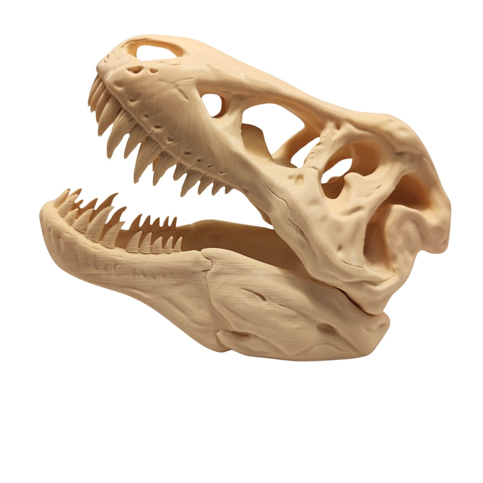 Craniu T-Rex 3D pe Postament - Decor Preistoric Autentic - Image 7